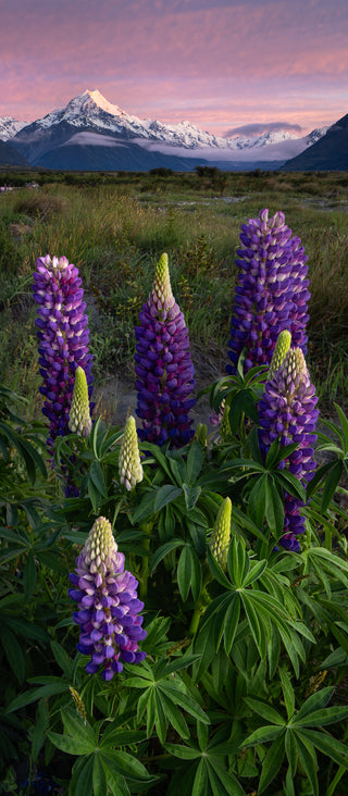 Bloom beneath the Summit - Fine art photography