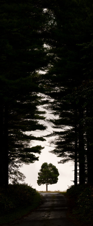 Towards the Clearing - Fine art photography