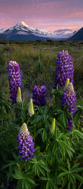 Bloom beneath the Summit - Fine art photography