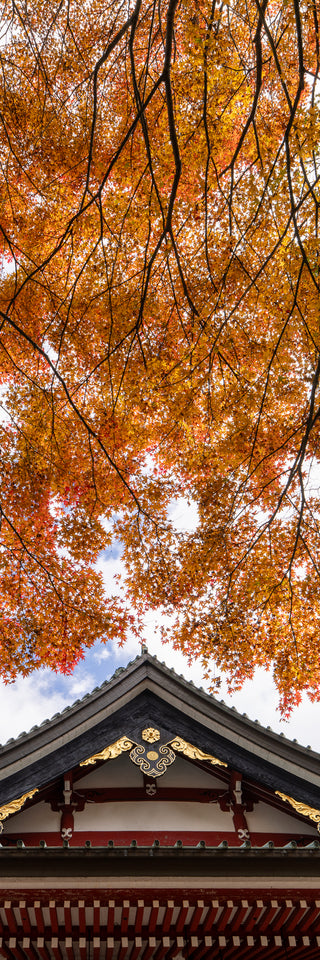Held by the Canopy - Fine art photography
