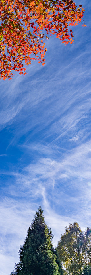 Skyward Canopy - Fine art photography