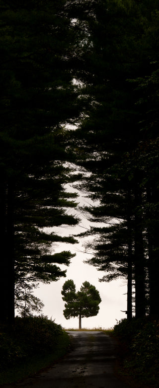 Toward the Clearing - Fine art photography