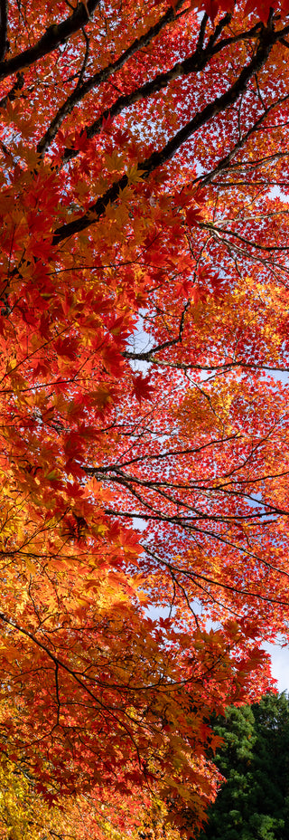 Autumn Passage - Fine art photography