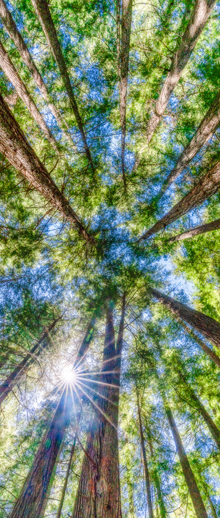 Looking Upward - Fine art photography