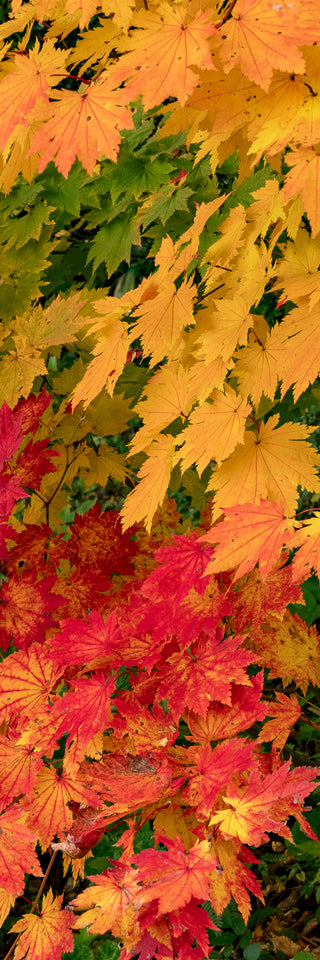 Autumn Layers - Fine art photography